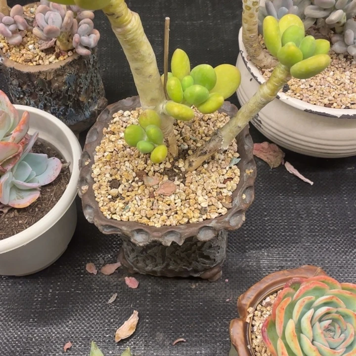 毛*绒弥鹿之森一物一图