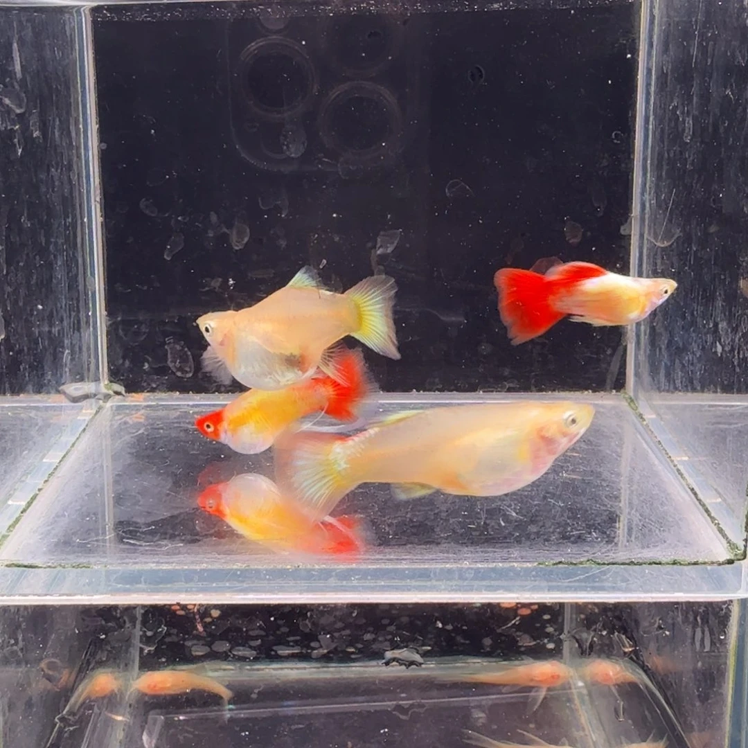 孔雀鱼圣诞2对孔雀鱼