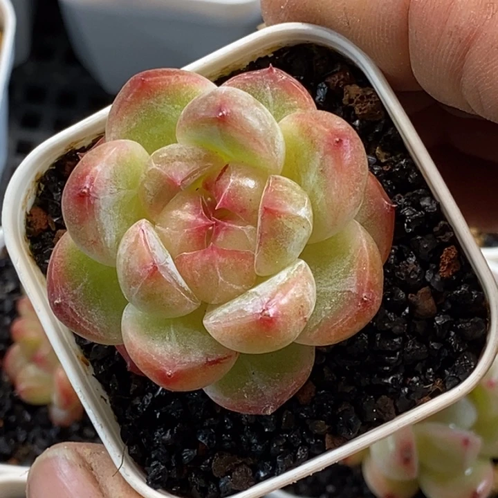 天官赐福百无禁忌