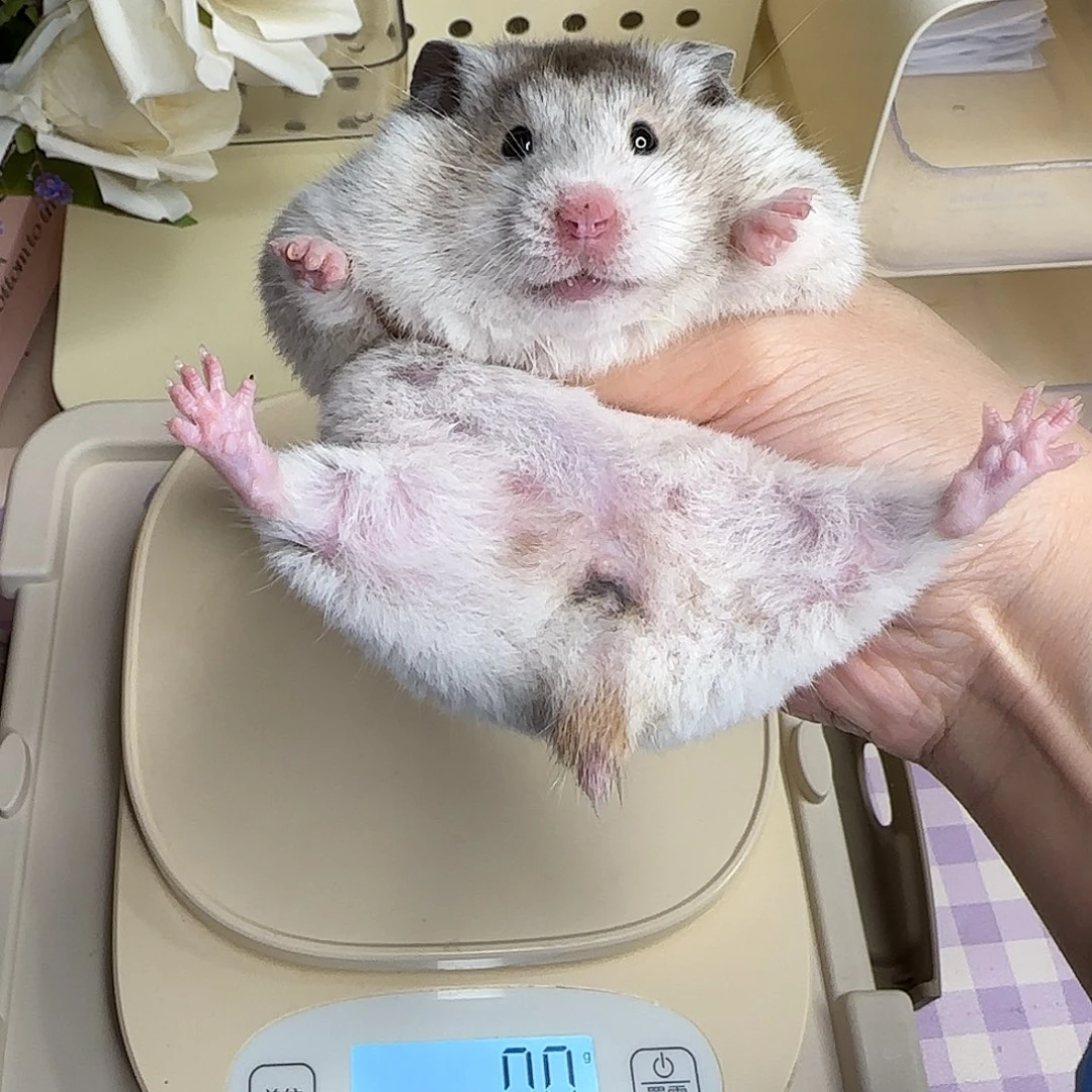 9-4短毛黑黄波妹妹188g退役