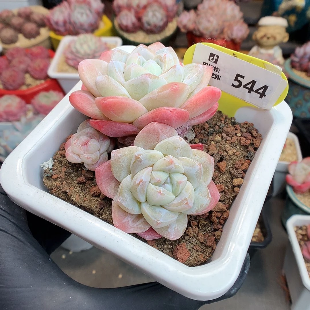 544 老桩冰玉多肉