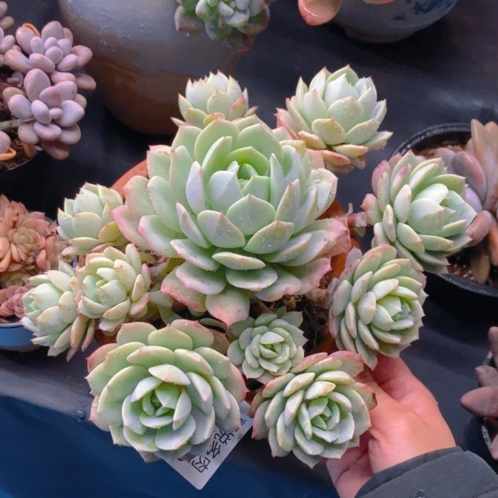 夏悦多肉0306-9恋曲