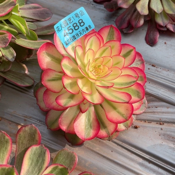 荔枝4588多肉植物