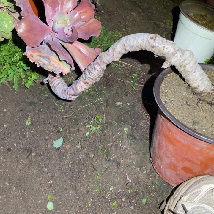 包菜多肉植物多肉葡