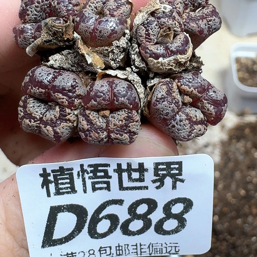 多肉植物的润泽ds
