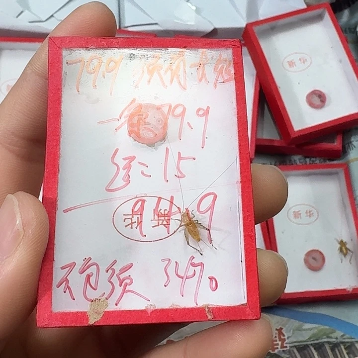 楊***蟋蟀2222222222222222