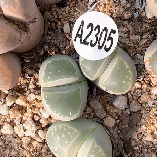 2305.橄榄单头2.1111111111