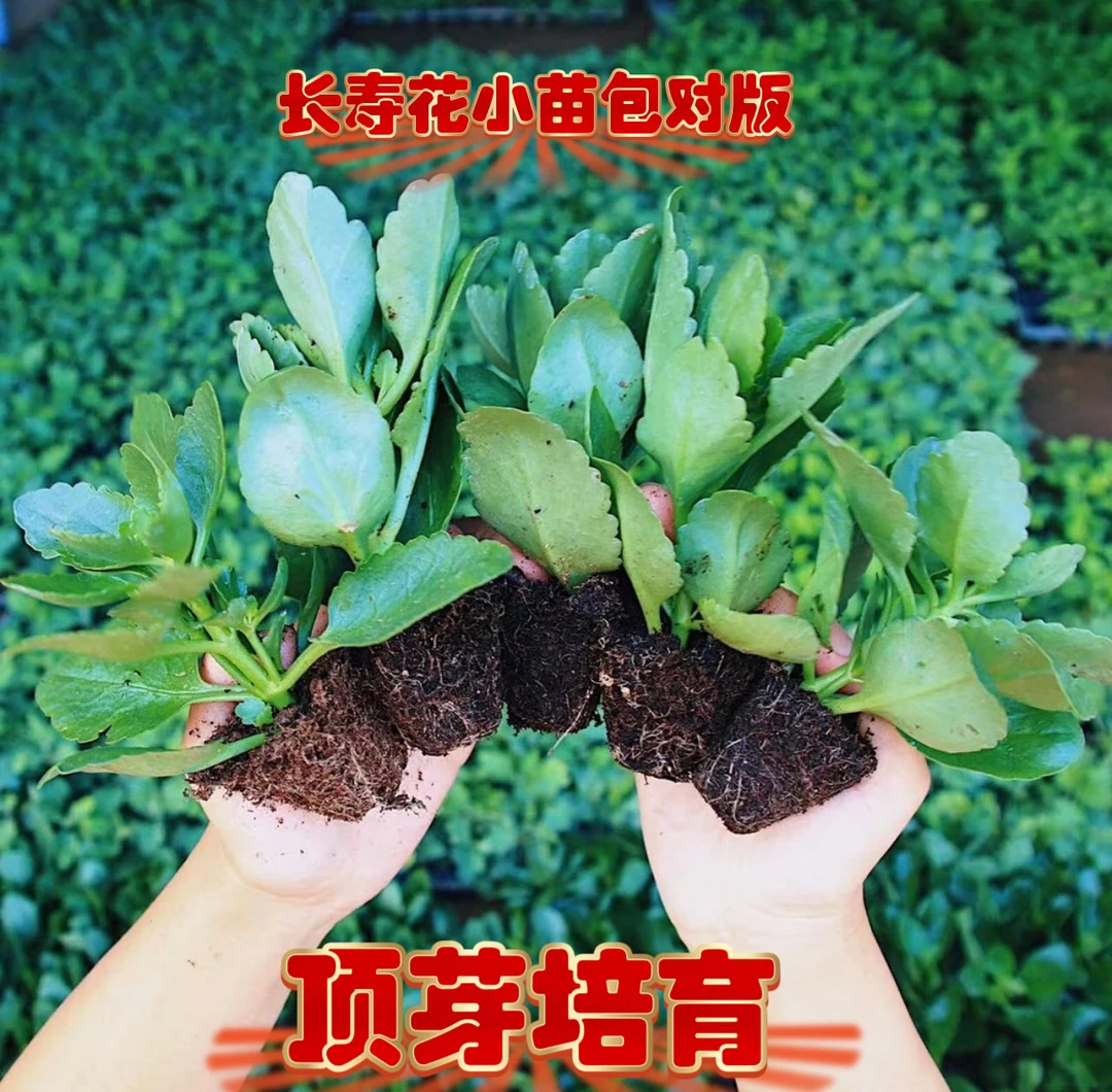长寿花小苗盆栽重瓣花大带土球花卉植物室内花稀有品种