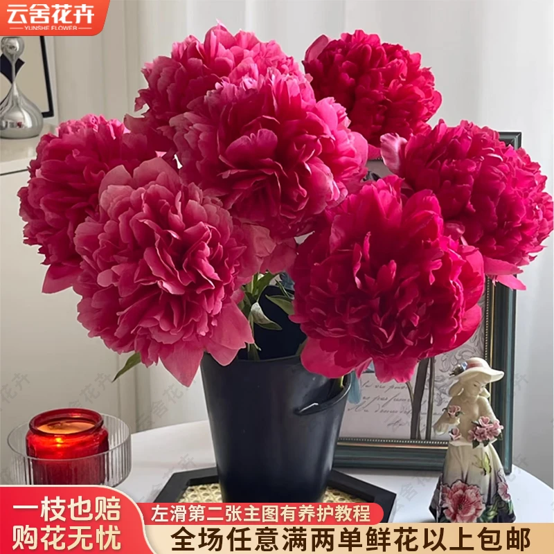 【云舍花卉】【御前表演】芍药【花期短】任意满两单及以上鲜花包邮