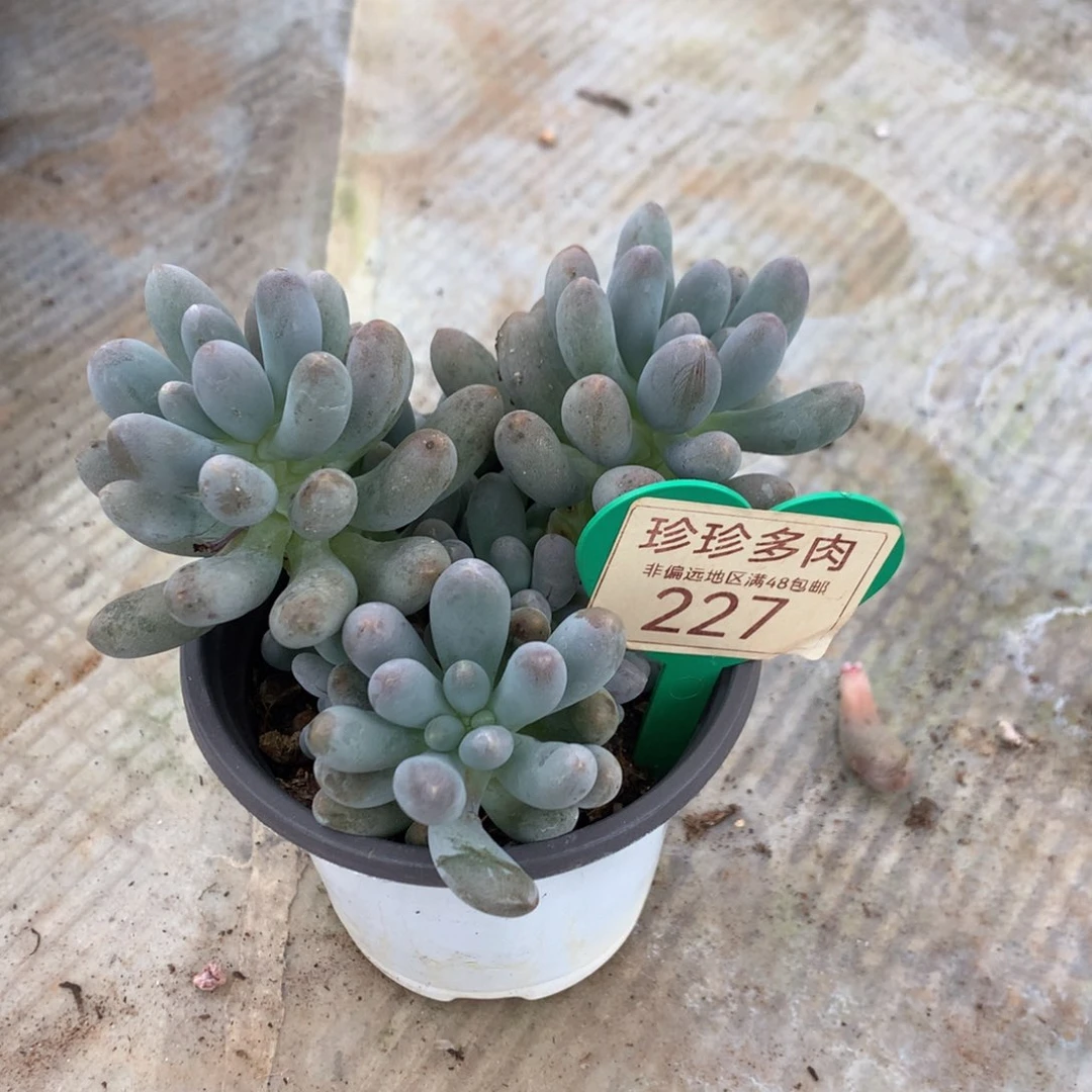 轻***舟桃花奶老桩无砍227