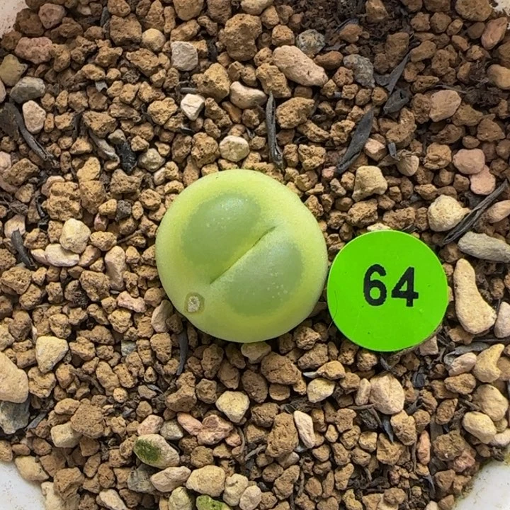 拉登1.4+瑕疵多肉植物64