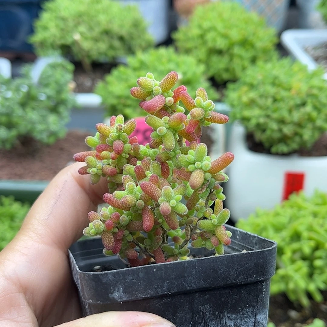 梦***漪蜜桔糖球优选枝干番杏