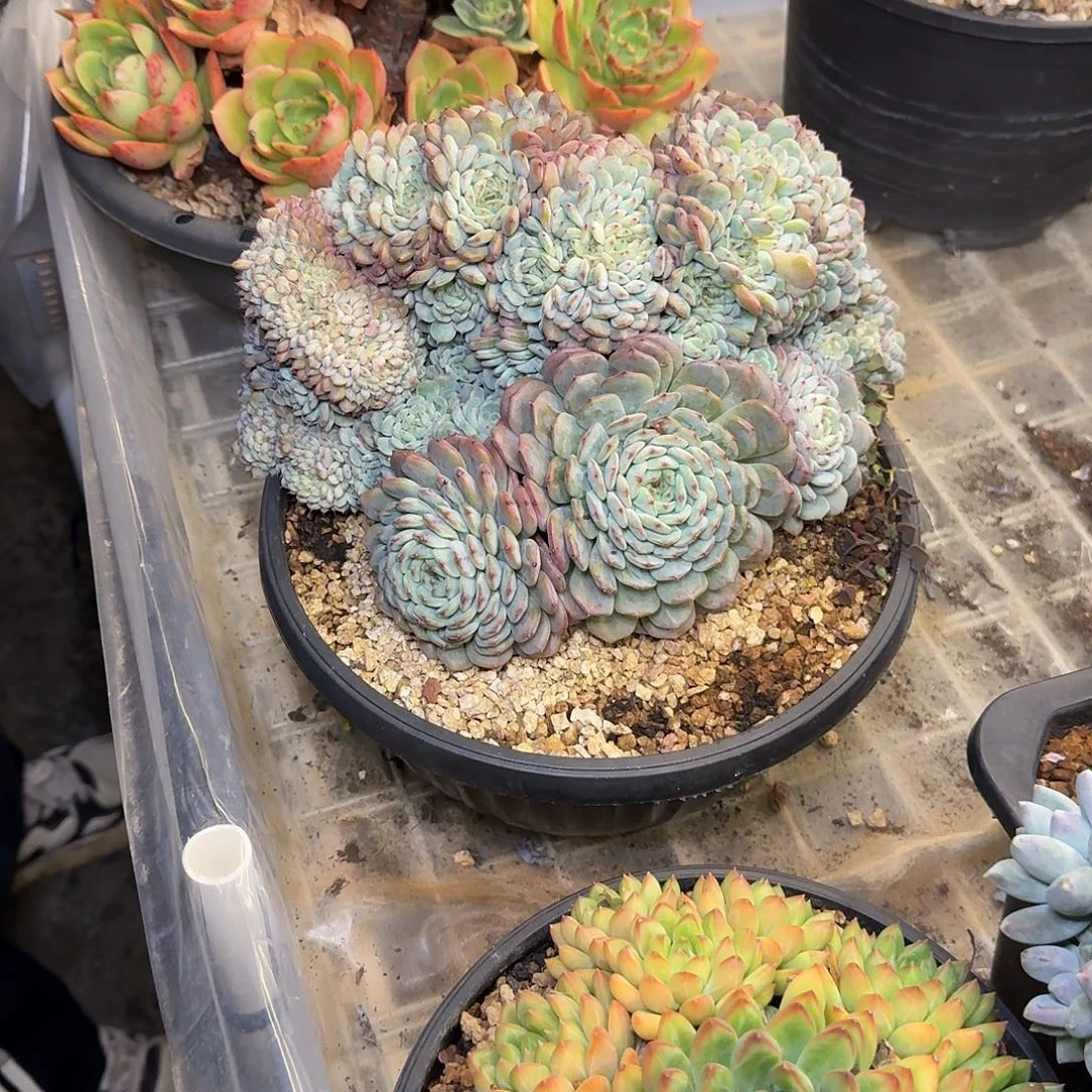 意***人多肉植物多肉植物