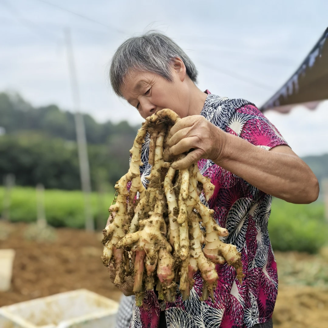 江津临峰山现挖嫰子姜带泥发货净重5斤