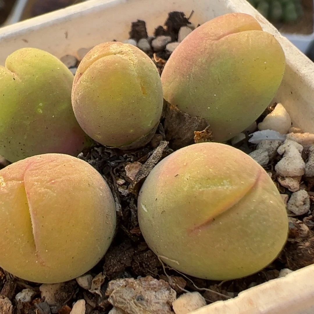 50多肉植物百科植物