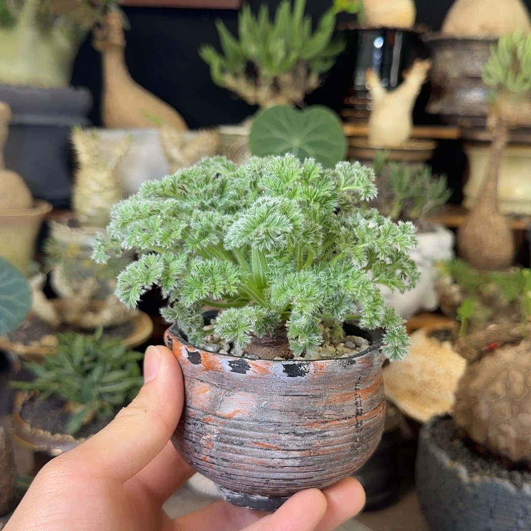 一物一拍羽叶洋葵98