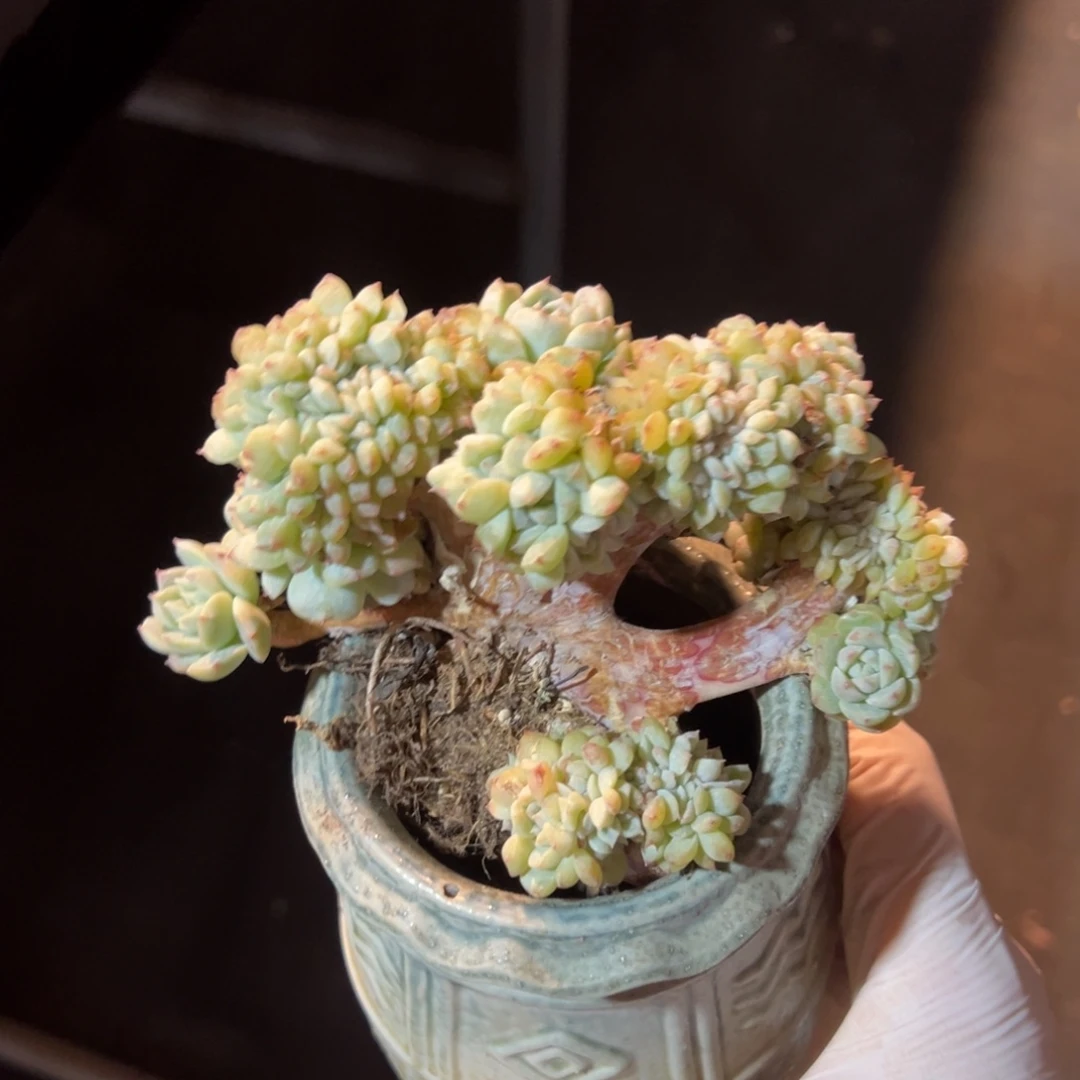 新年快乐 新年快乐 新年快乐