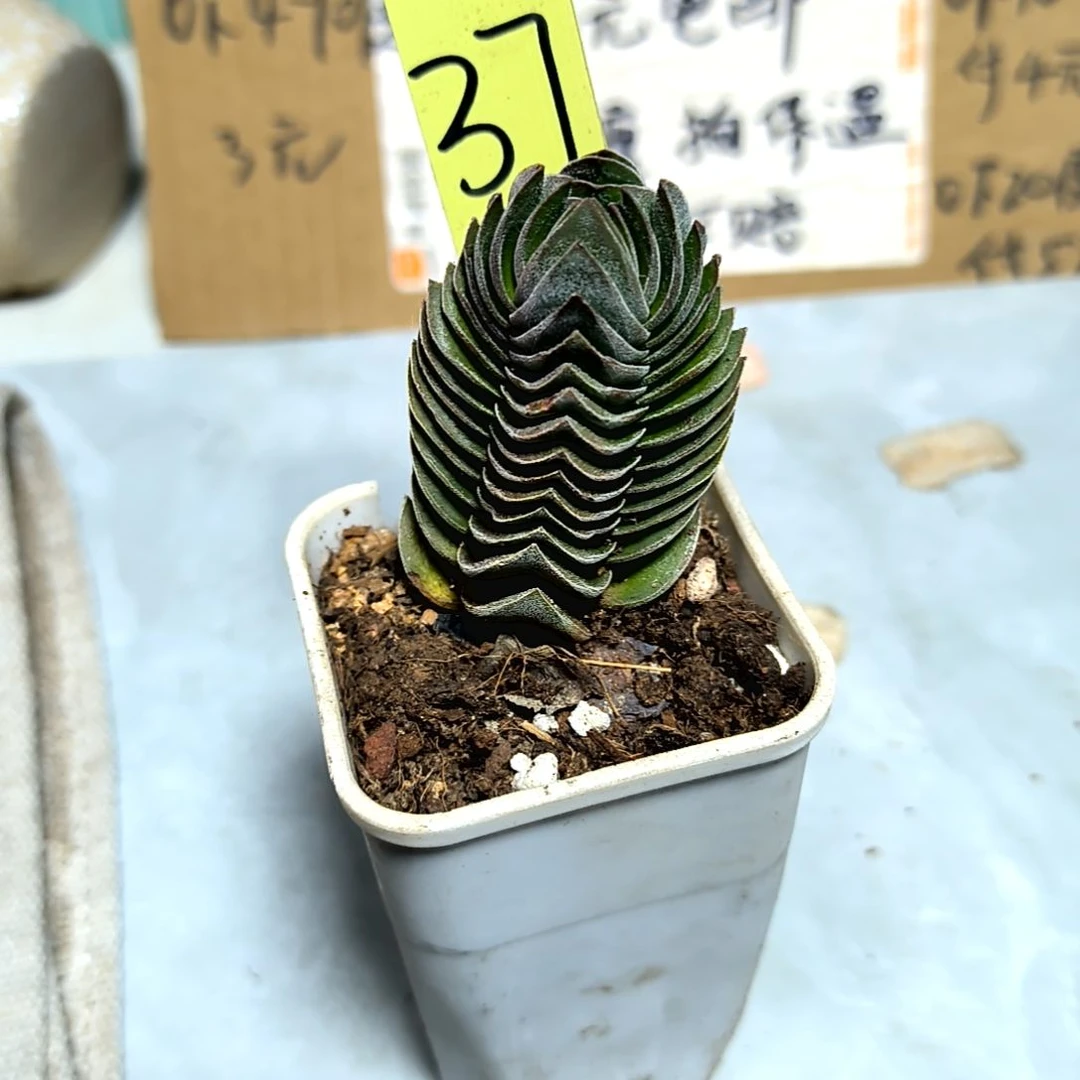 满6元包邮，#37号方塔