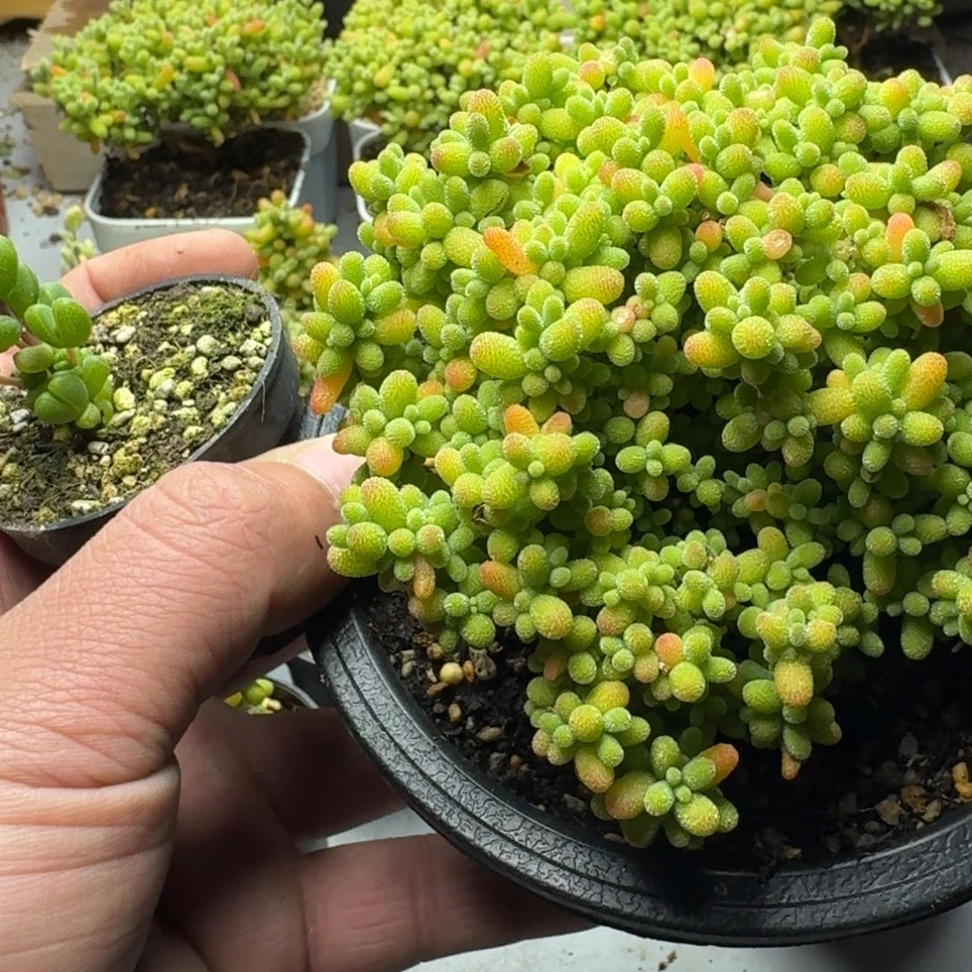 (****)蜜橘 多肉植物枝干x 3