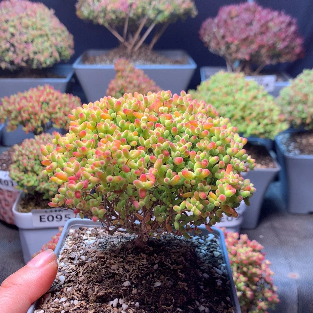 101蜜橘糖球