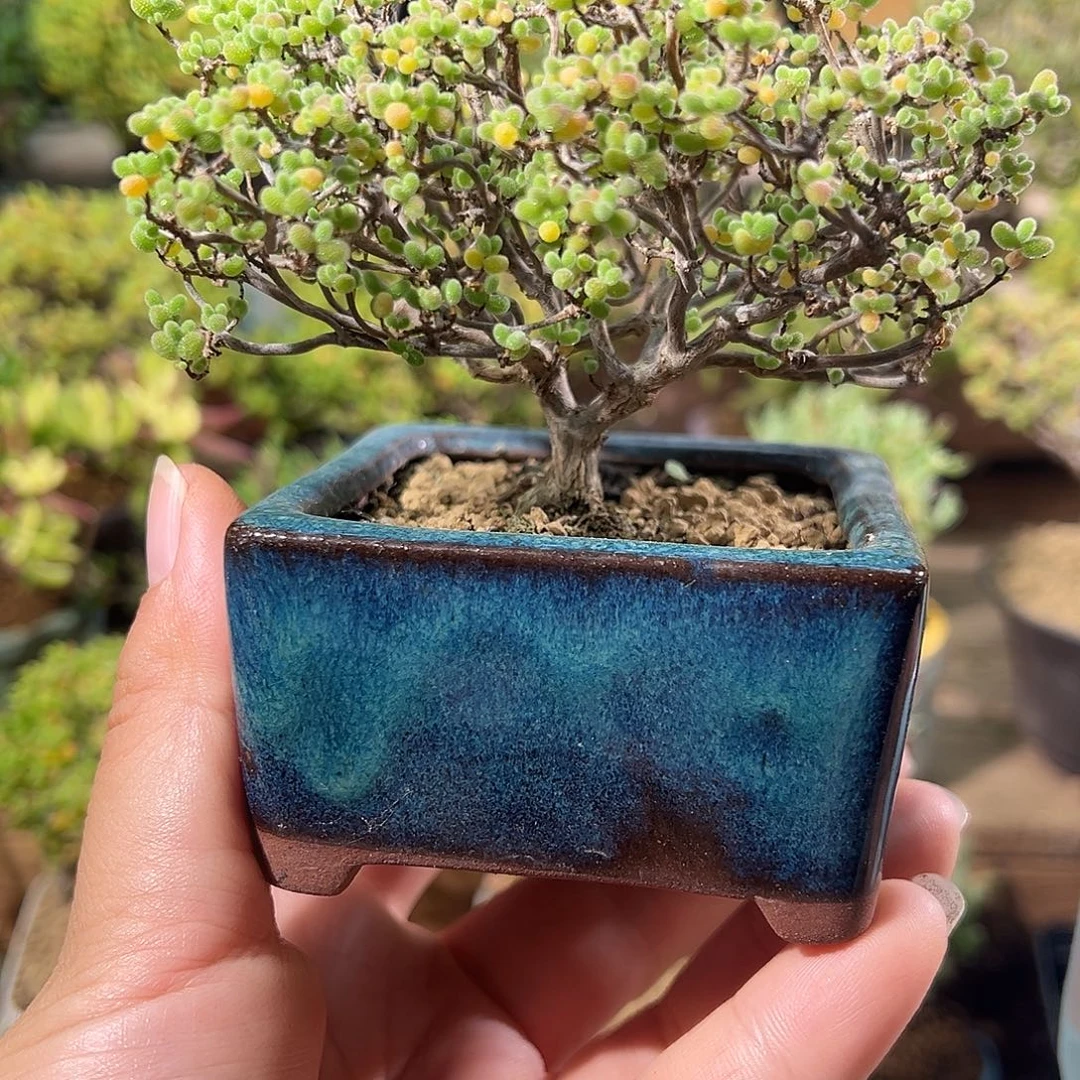 0251蜜橘老桩精致造型