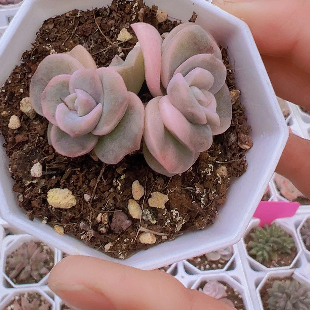 可爱玫瑰锦19包邮多肉