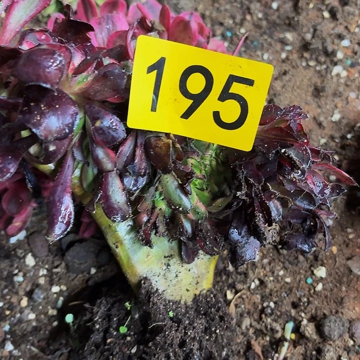 多肉植物福利195