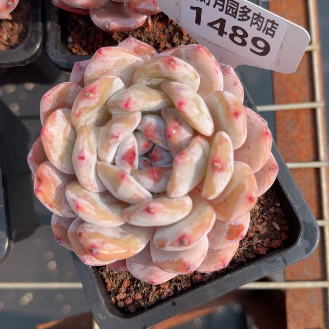 多肉植物1489……………