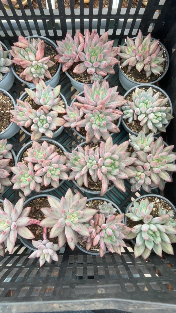 水晶球群生旺财多肉