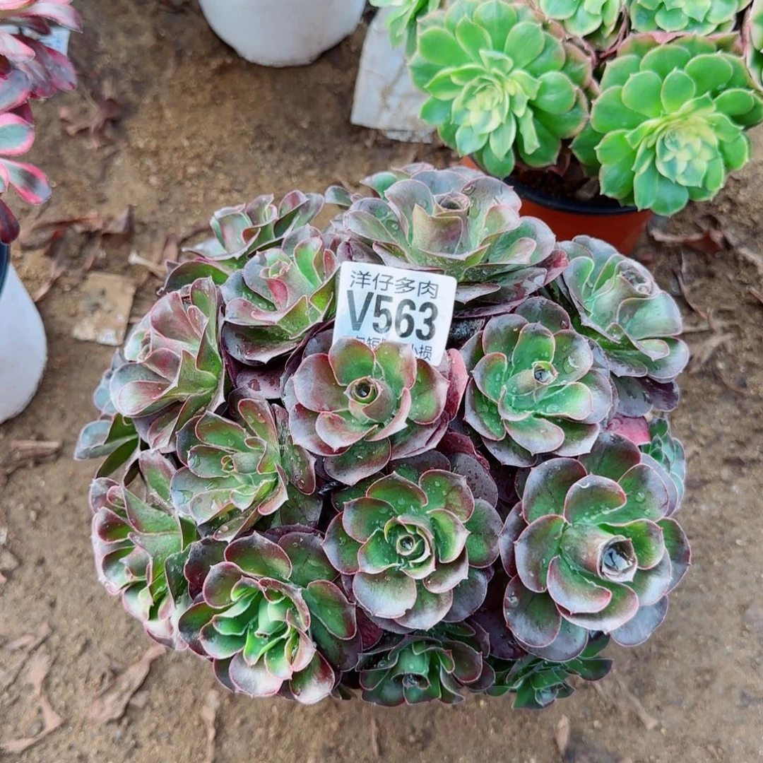 魅金玫瑰发师563冠幅22