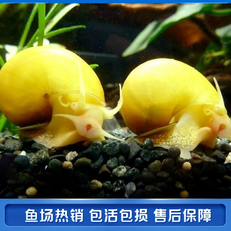 黄金螺工具除藻螺观赏螺鱼缸清洁螺吃藻螺苹果螺