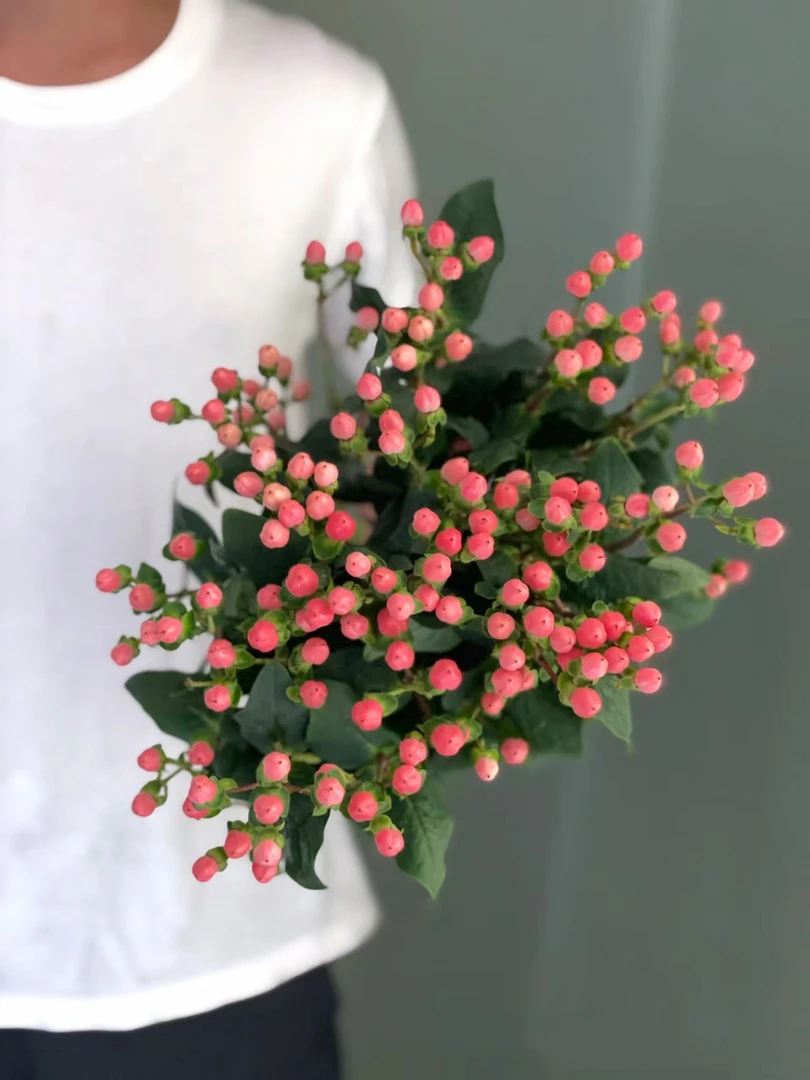 粉豆一大把  云南基地鲜花  直发   家养水养