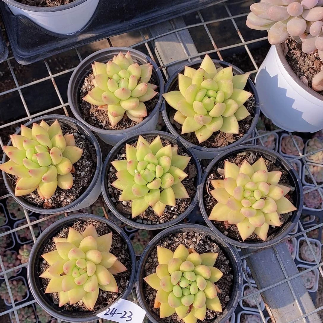 24-23- 黄金美人单头一颗 量拍