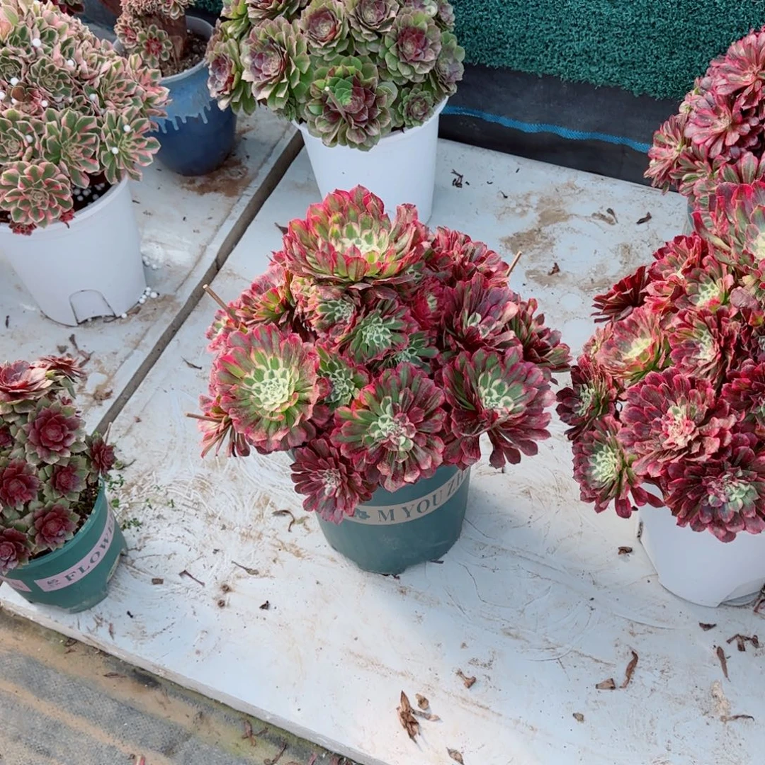 钱***多铜花顺，多肉植物生长速度