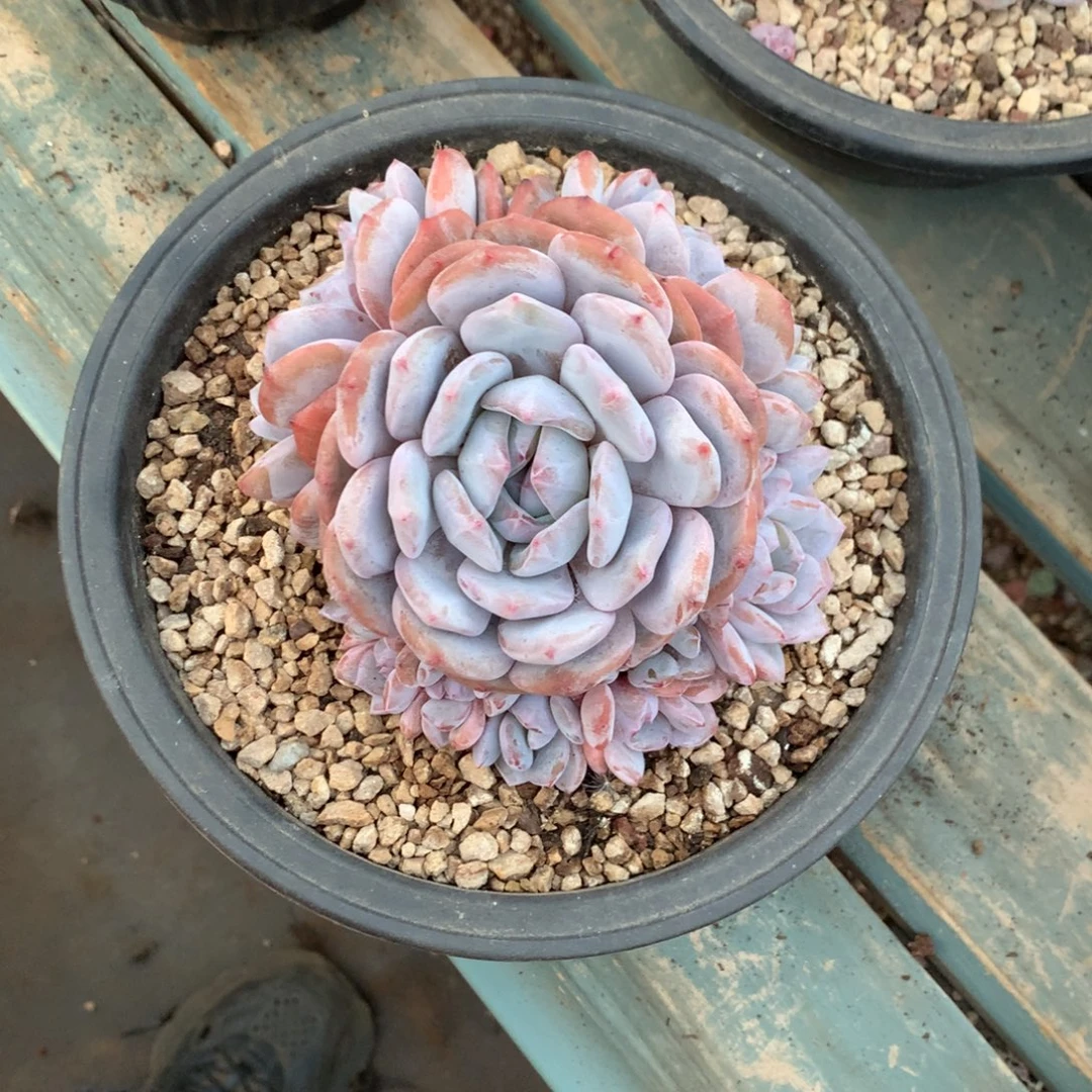 石榴籽紫皮手捧花花