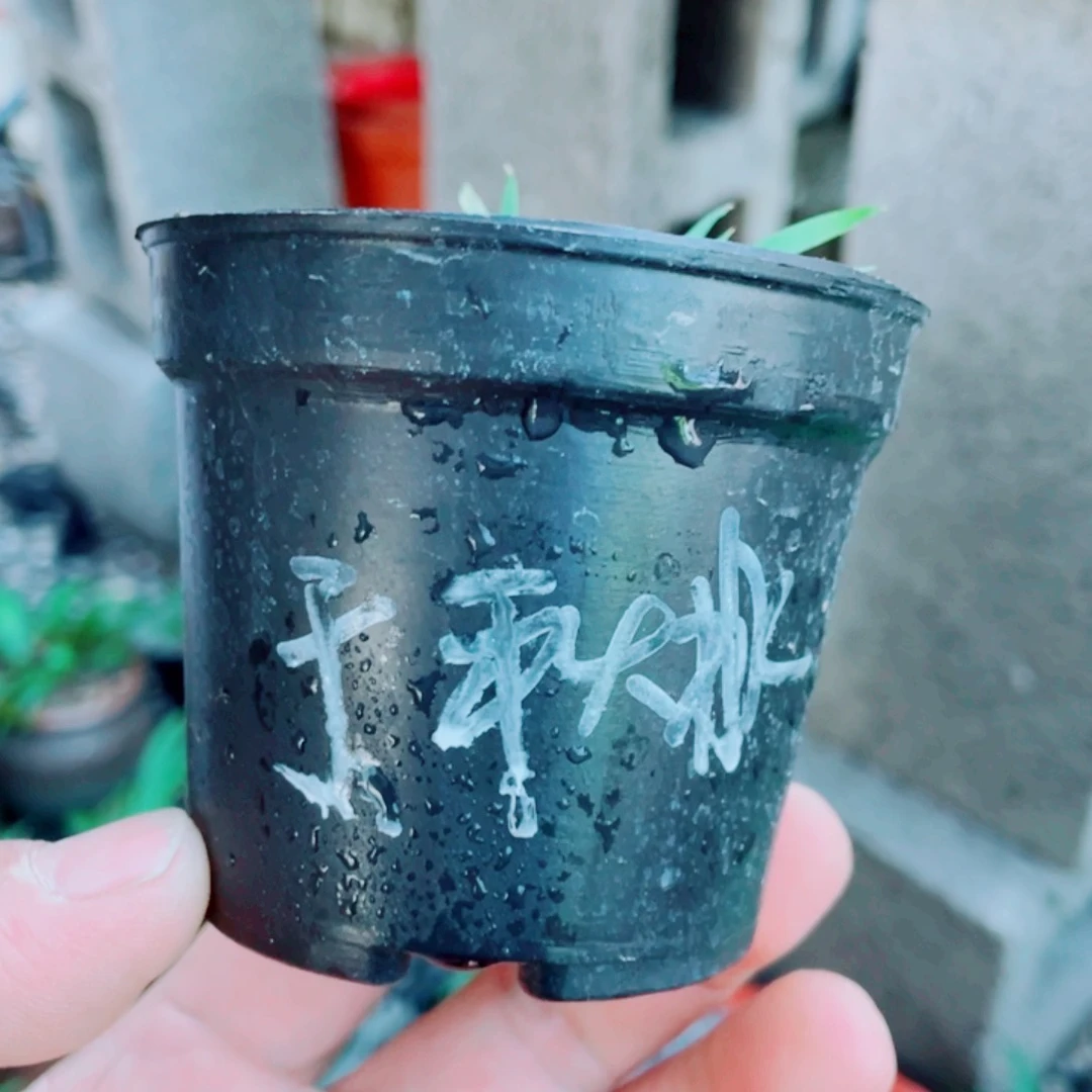 无花朵于****室于老师牛牛9998换瓦盆