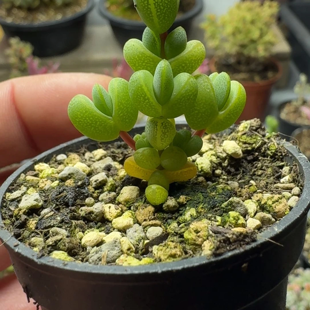 元宝 多肉植物枝干