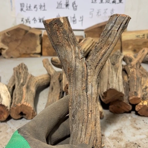 大果紫檀（缅甸花梨）长****学