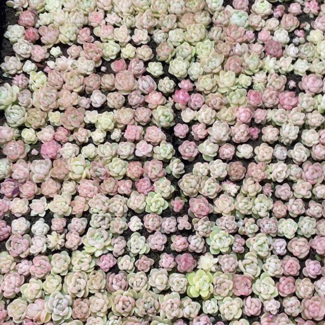 鼠***肉珍妮混一物一拍227