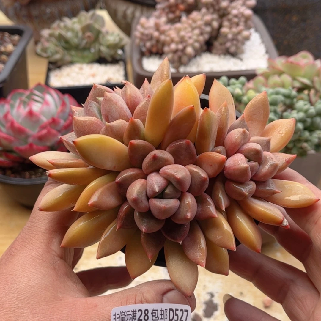 【闪购商品】527红象牙