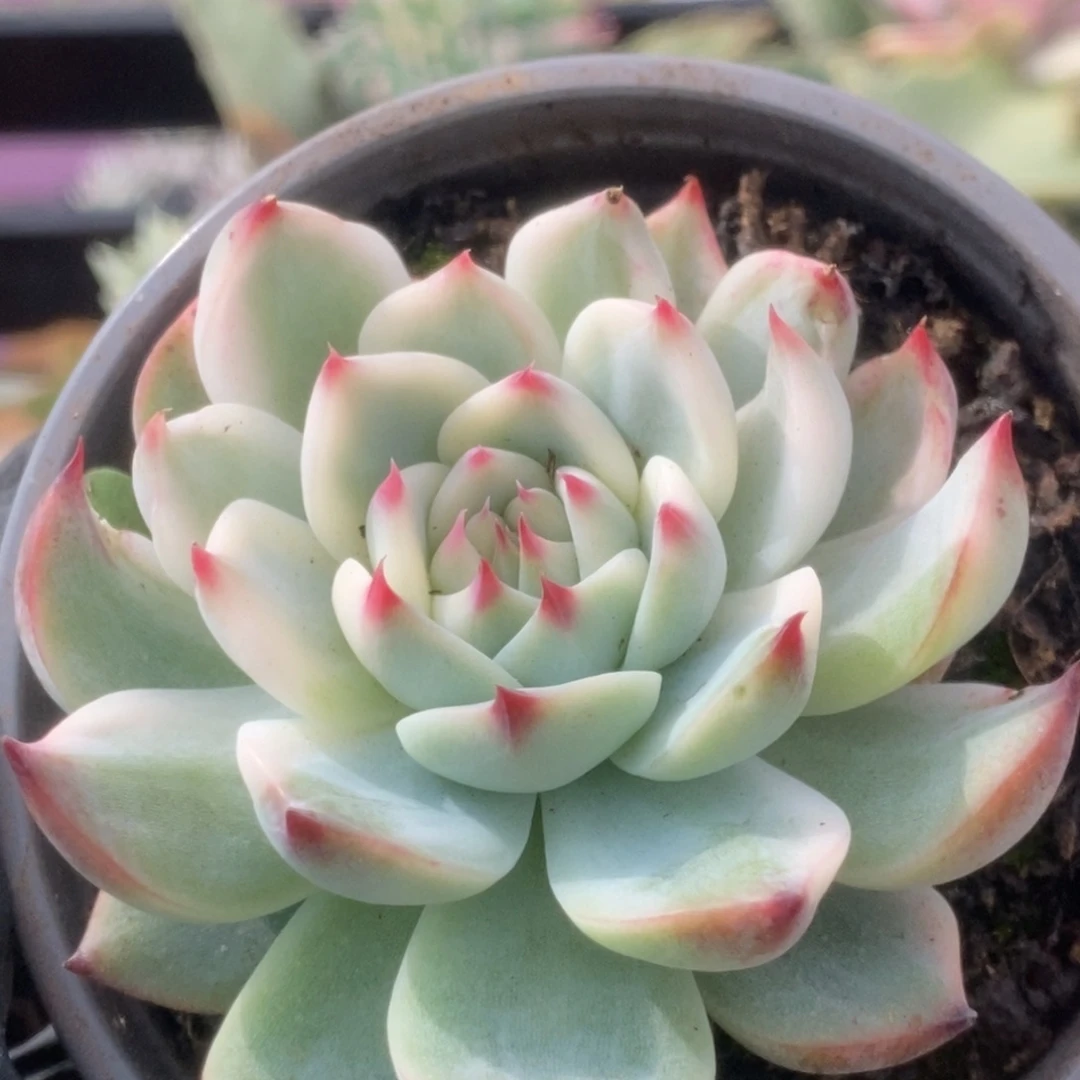 288锦锦锦锦锦锦锦锦