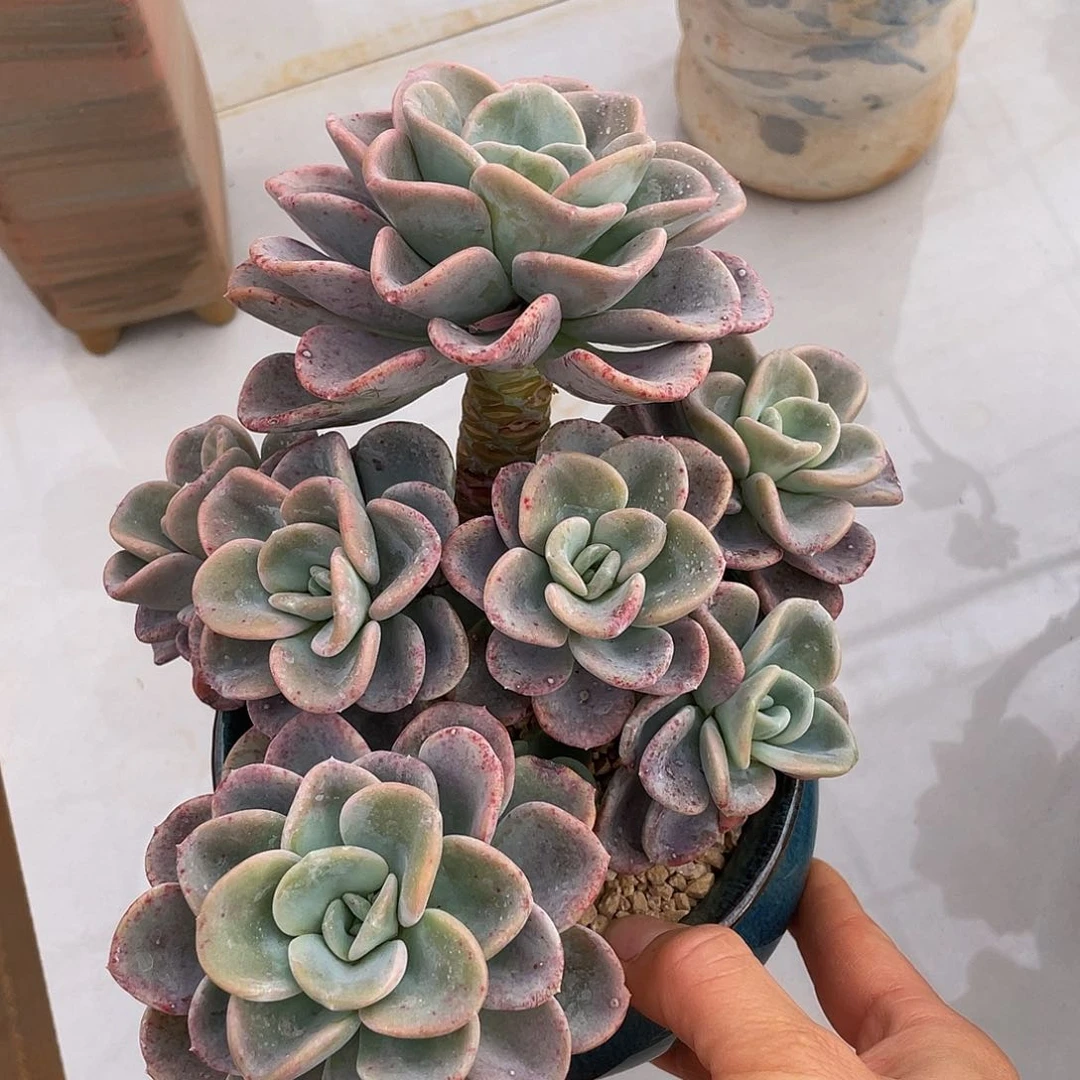 美尻多肉多肉多肉