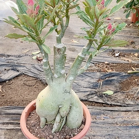 【闪购商品】无花朵用****3