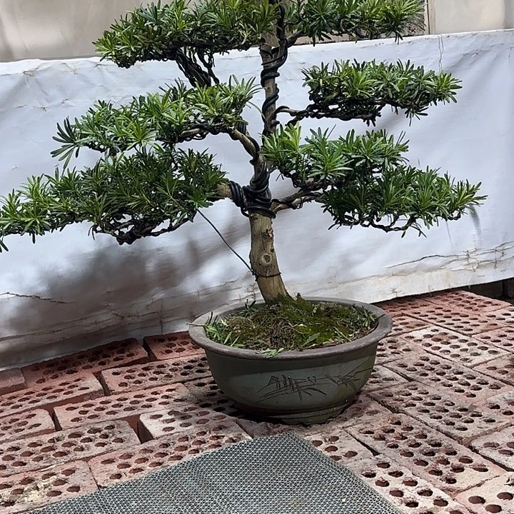 顶***霸无花朵小叶罗汉松盆景