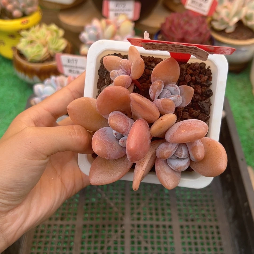 表妹精品多肉2206.