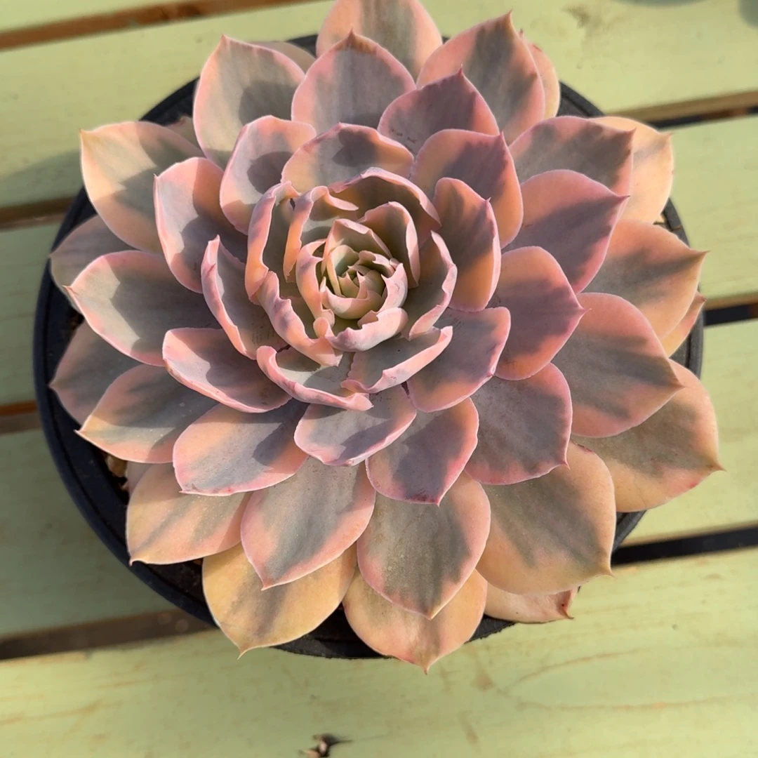 pink锦锦上园艺一物一拍