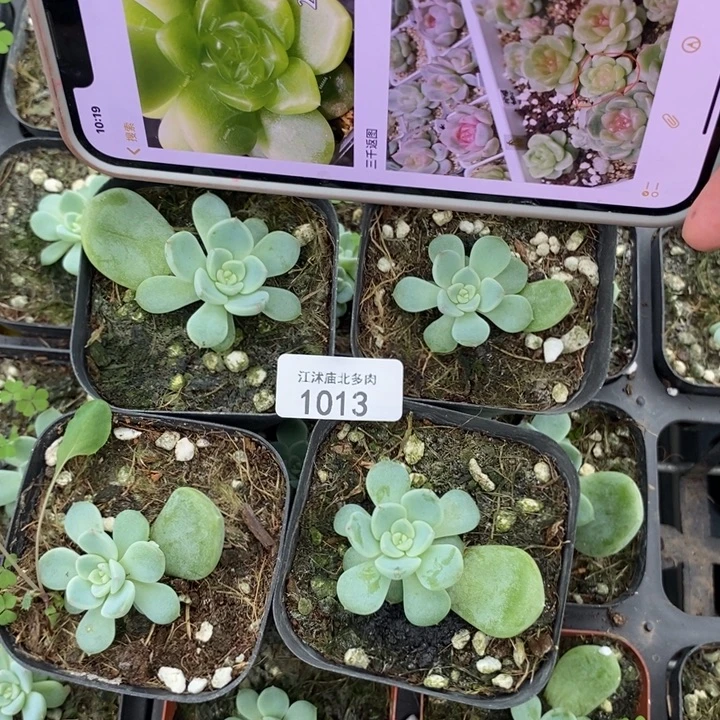 标1013甜心208-1一个量拍