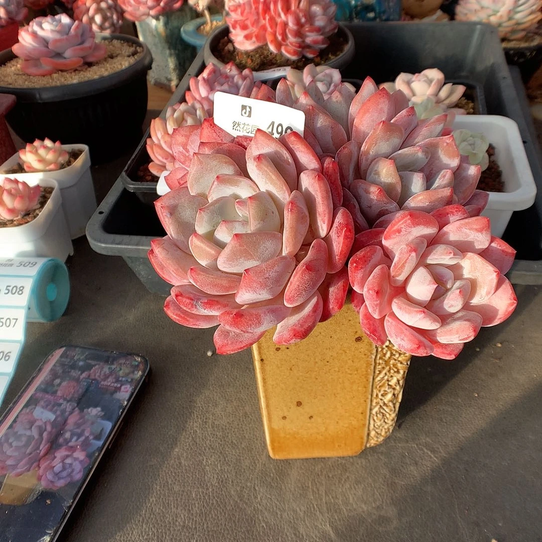 499雪天使多肉植物6666