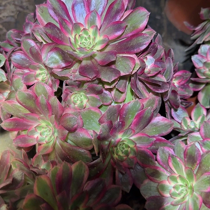 新品种云合老桩亏本福利