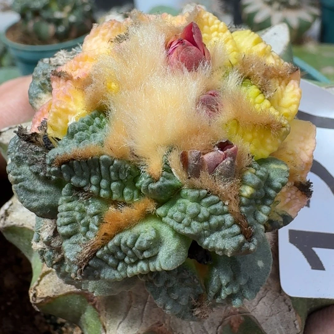 【闪购商品】无花朵大尤黑了锦121